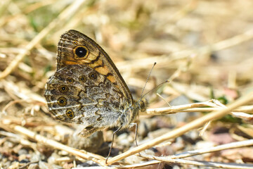Lateral closeup of Wall brown butterfly , Lasiommata megera, witth closed wings