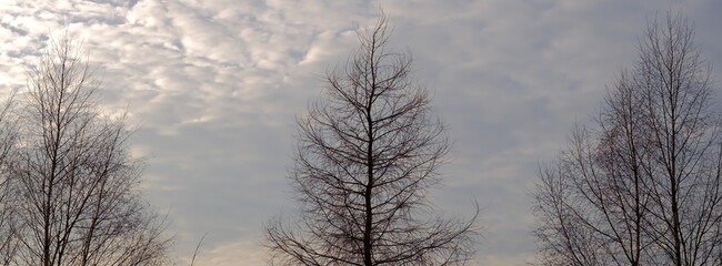 Samotne drzewa, bez liści, na tle nieba, zdjęcie panoramiczne.