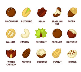 Nuts illustration set. almond, peanuts, walnut, cashew, macadamia nuts, pistachio, coconut, walnut, chestnut, water caltrop. Organic protein for vegan, vegetarian diet