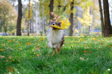Cute tricolor dog sheltie breed is running and bringing a yellow frisbee disc in fall park. Young shetland sheepdog is playing on green grass and yellow or orange autumn leaves