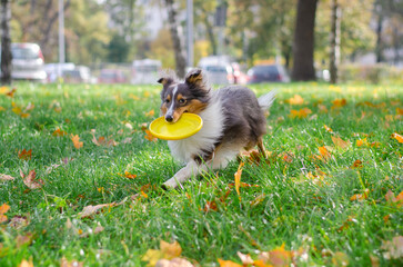 Cute tricolor dog sheltie breed is running and bringing a yellow frisbee disc in fall park. Young...