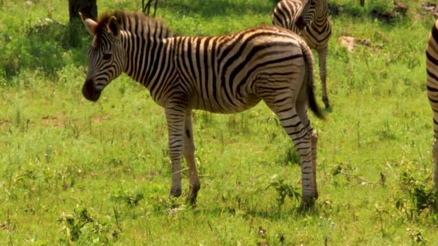 Baby Zebra in the Kruger Natinal Park, South Africa 4K