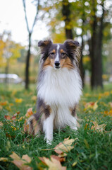 Cute tricolor dog sheltie breed in fall park. Young shetland sheepdog on green grass and yellow or orange autumn leaves	