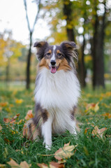 Cute tricolor dog sheltie breed in fall park. Young shetland sheepdog on green grass and yellow or orange autumn leaves	
