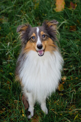 Cute tricolor dog sheltie breed in fall park. Young shetland sheepdog on green grass and yellow or...