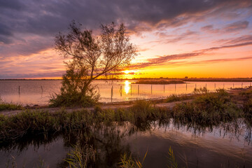 Camargue