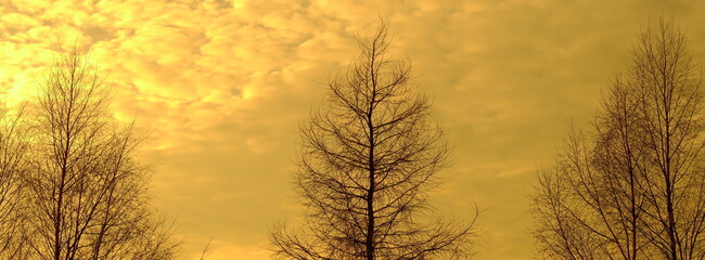 Samotne drzewo bez liści w bursztynowej poświacie, na tle nieba
