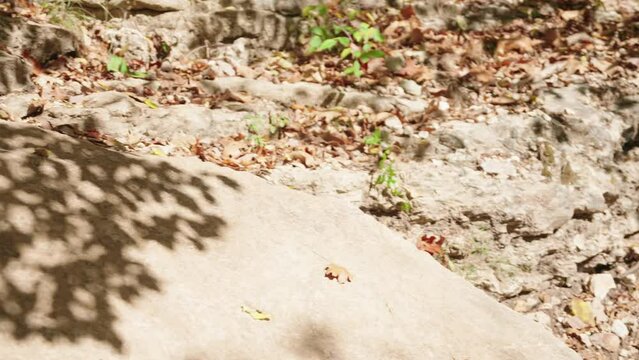 A woman (Charlotte Batty) riding a technical mountain biking rock section on a trail in Bentonville Arkansas, a premier destination in the united states for mountain biking.