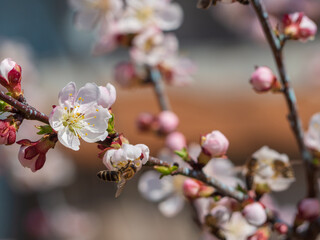 Spring life. A bee pollinates flowering trees. Honey bee collects nectar on white-pink apricot flowers