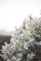 Gefrorene Blätter am morgen 