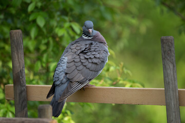 Taube auf Holzstange im Garten 
