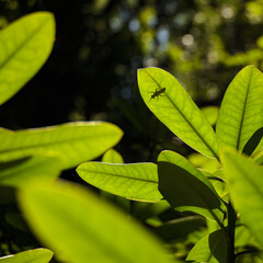 owad siedzący na zielonym oświetlonym liściu - obrazy, fototapety, plakaty
