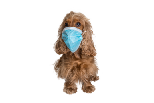 Dog with medical face mask isolated on transparent background