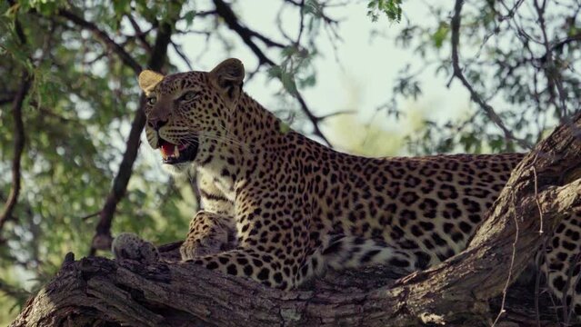 Leopard resting in a tree