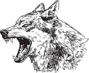 Hand sketch of wolf head. Vector illustration.