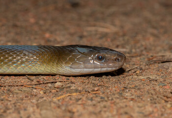 Fototapeta premium Olive Snake (Lycodonomorphus inornatus)