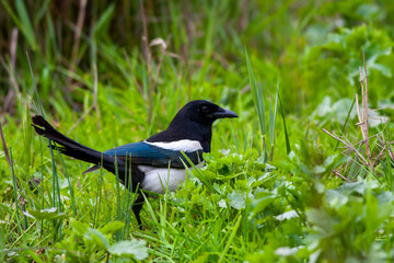 bird looking around on grass, Eurasian Magpie, Pica pica	