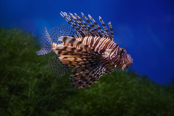 Lionfish (dendrochirus zebra), fish in an aquarium, blurred background