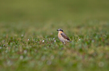 bird watching on the grass, Collared Pratincole, Glareola pratincola