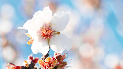 Fototapeta na wymiar Beautiful almond pink tree flower in Spring March season