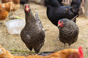 Hens. They play in the chicken coop. Domestic poultry farming. Close-up. Selective focus. Copyspace