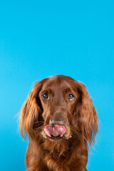 Hungry funny dog (Red Irish setter) lick itself isolated over on blue colored background. Dog looking to camera. Copy Space