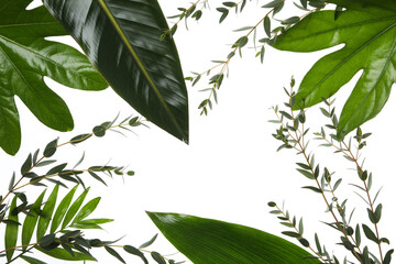 Concept of nature, leaves, isolated on white background