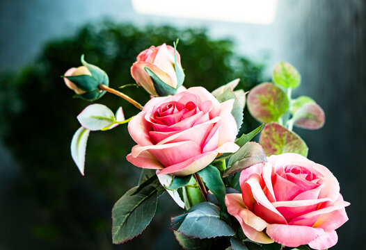 close up pink rose flower valentime romantic idea background