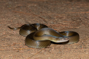 Olive Snake (Lycodonomorphus inornatus)
