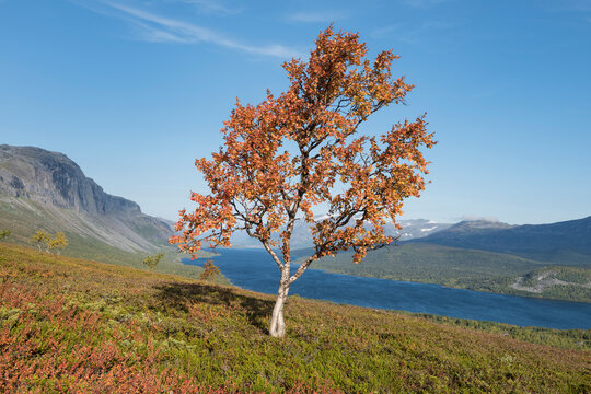 Autumn tree above lake Langas near STF Saltoluokta Fj&Atilde;&curren;llstation, Kungsleden trail, Lapland, Sweden