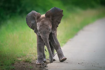 Zelfklevend Fotobehang  A baby elephant dancing at the side of the tar road in Kruger National Park. © Anna