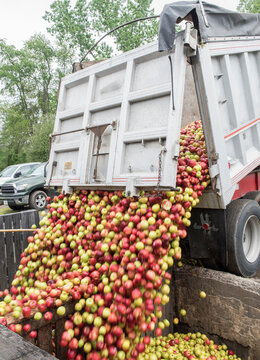 Apples being delivered to a cider mill in North Garden, Virginia.