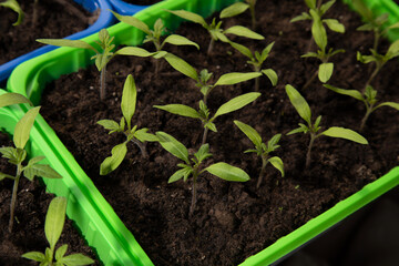 Green tomato seedlings on the balcony. Gardening concept. Growing on a windowsill. Top view