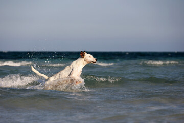 Naklejka premium White dog running on a sea waves in spray of water. Beach vacation on Atlantic ocean coast
