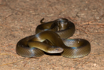 Olive Snake (Lycodonomorphus inornatus)