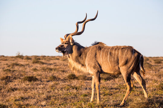 A large male kudu stares into the distance at sunset at Addo Elephant Park, South Africa