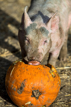 Small dirty piglet eating pumpkin