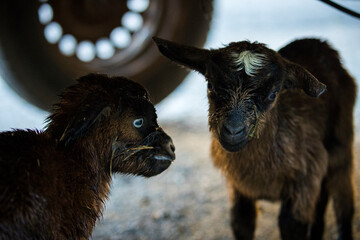 Two baby goats