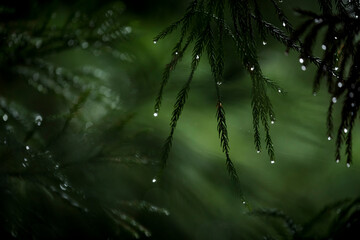Close-up of raindrops on pine tree branches, Arashiyama, Kyoto, Japan