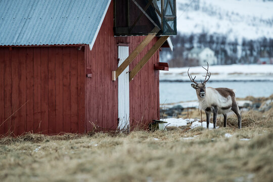 Reindeer (Rangifer tarandus) standing by barn, Tromso, Norway