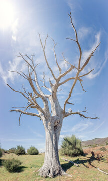 Dry tree due to drought, Sierra de Bejar, Salamanca, Spain