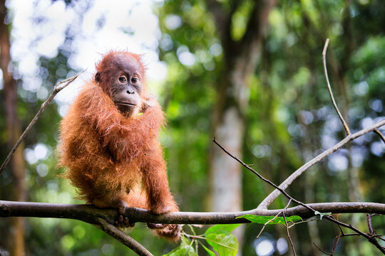 Baby Sumatran orangutan (Pongo abelii) on branch, Gunung Leuser National Park, Sumatra, Indonesia