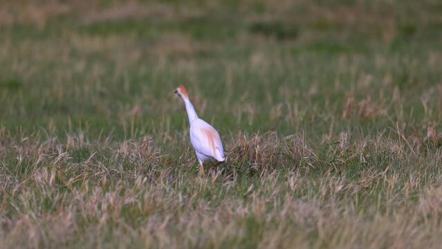 Slow Motion Shot Of Bubulcus Ibis Walking On Grassy Landscape During Sunny Day - Arvada, Colorado