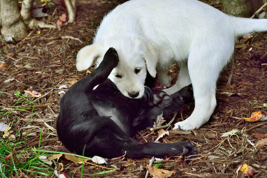 Close-up Of Two Puppies Playing Together