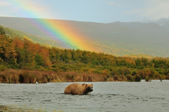 Grizzly bear&Acirc;&nbsp;(Ursus arctos ssp.) in river and rainbow, Katmai National Park, Alaska, USA