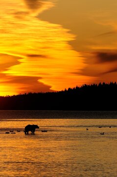 Grizzly bear&Acirc;&nbsp;(Ursus&Acirc;&nbsp;arctos&Acirc;&nbsp;ssp.) in lake at sunset in Katmai National Park, Alaska, USA