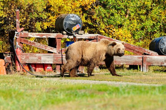 Grizzly bear&Acirc;&nbsp;(Ursus&Acirc;&nbsp;arctos&Acirc;&nbsp;ssp.) in Katmai National Park, Alaska, USA