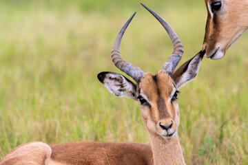 Impala antelopes in the Mlilwane Wildlife refuge, a game reserve in Swaziland