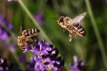 Biene auf Lavendelblüte