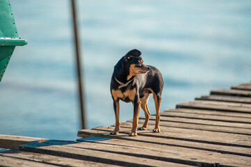 a small dog stands on a pier by the river